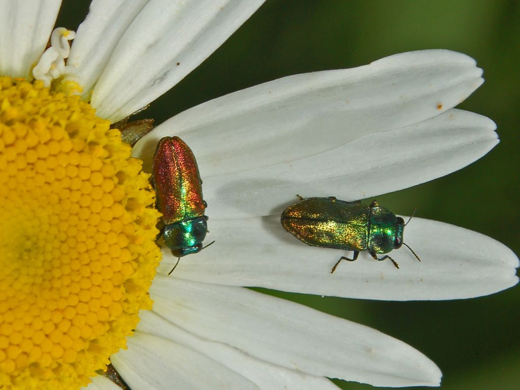 Anthaxia thalassophila (Buprestidae)